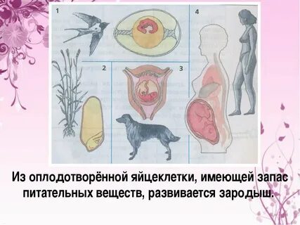 Яйцеклетка содержит запас питательных