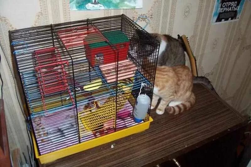 Клетка биология строение. Клетка биология строение. Обустроенная клетка для хомяка джунгарика. Клетка биология строение. Строение одноклеточных и многоклеточных организмов 5 класс.