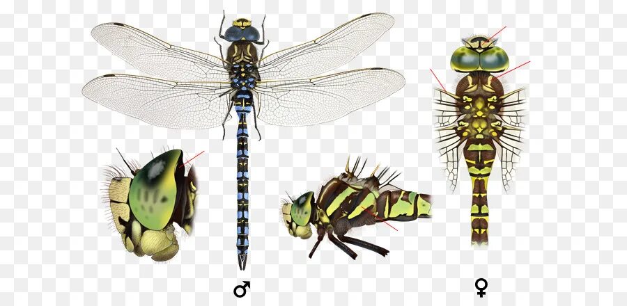 Стрекоза радужница. Стрекоза вид сверху. Стрекоза мужского рода. Стрекоза мужского рода. Стрекоза мужского рода.