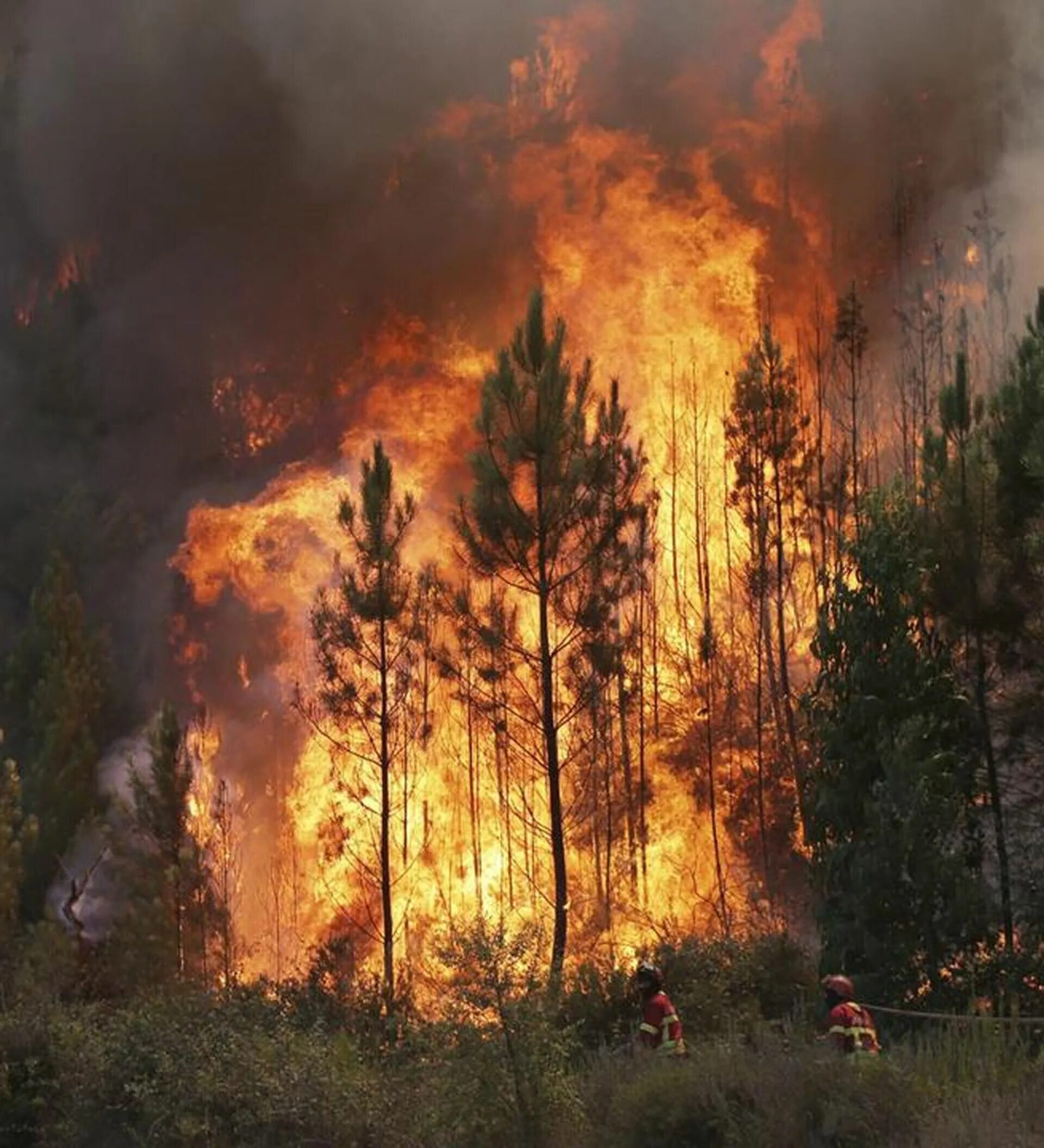 пожары общее. крупные лесные пожары. пожары общее. красивый пожар. пожары в австралии 2019.