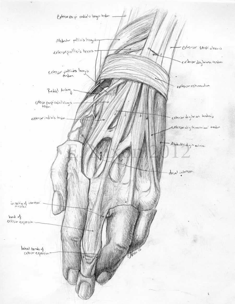 Строение руки рисунок. Анатомия кисти руки человека. 1 Палец кисти анатомия. Мышцы кисти пластическая анатомия. Кисть руки анатомия строение.