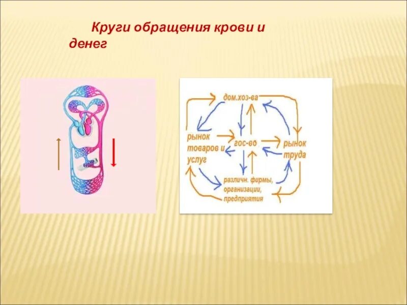 Круги обращения крови. Схема кругом обращение. КРУ гоообращение денег. Какой круг обращения крови.