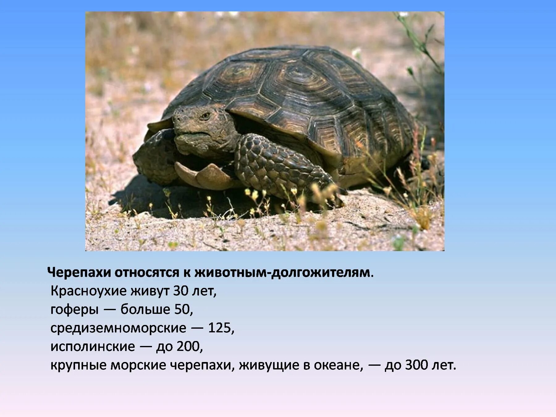 Черепаха какой класс. Черепаха. животные долгожители. сколько лет живут черепашки. сколько лет живут черепахи.