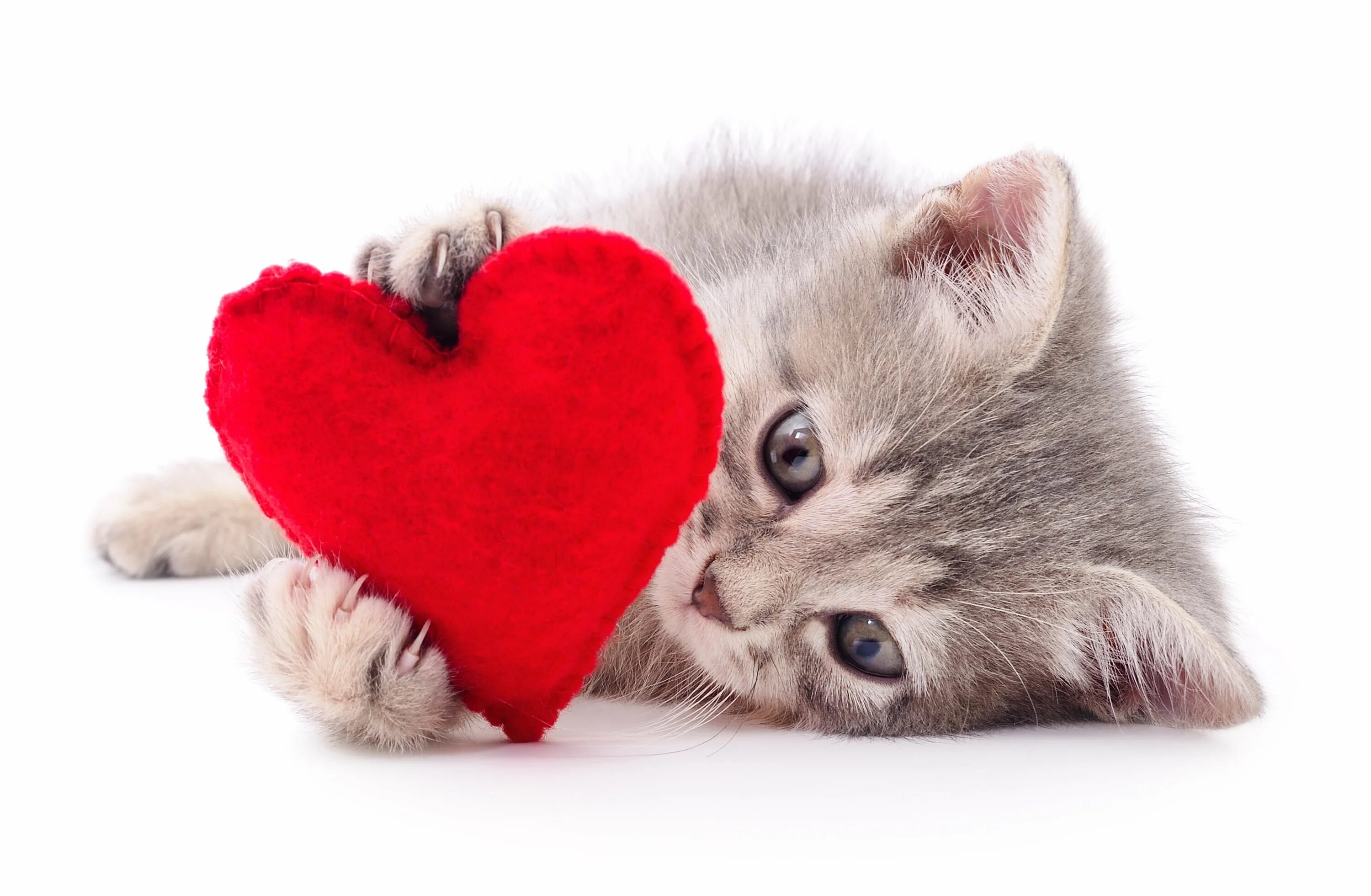 Сердечные коты