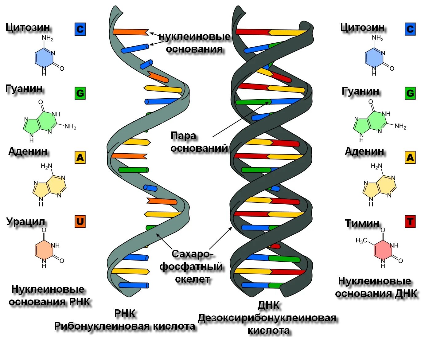 Тест днк рнк. ДНК. Генетика. Нуклеиновые кислоты рисунок. Схема репликации молекулы ДНК.