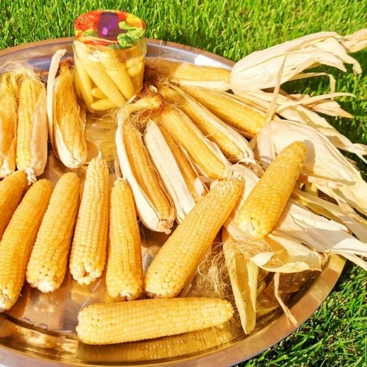 Можно ли собакам кукурузу в початках