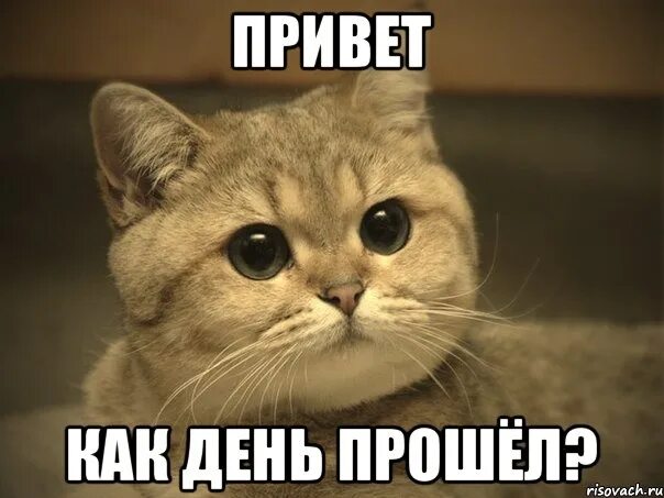 Мем ты будешь моей маленькой послушной девочкой Ответы : Пришлите плз гламурных картинок!
