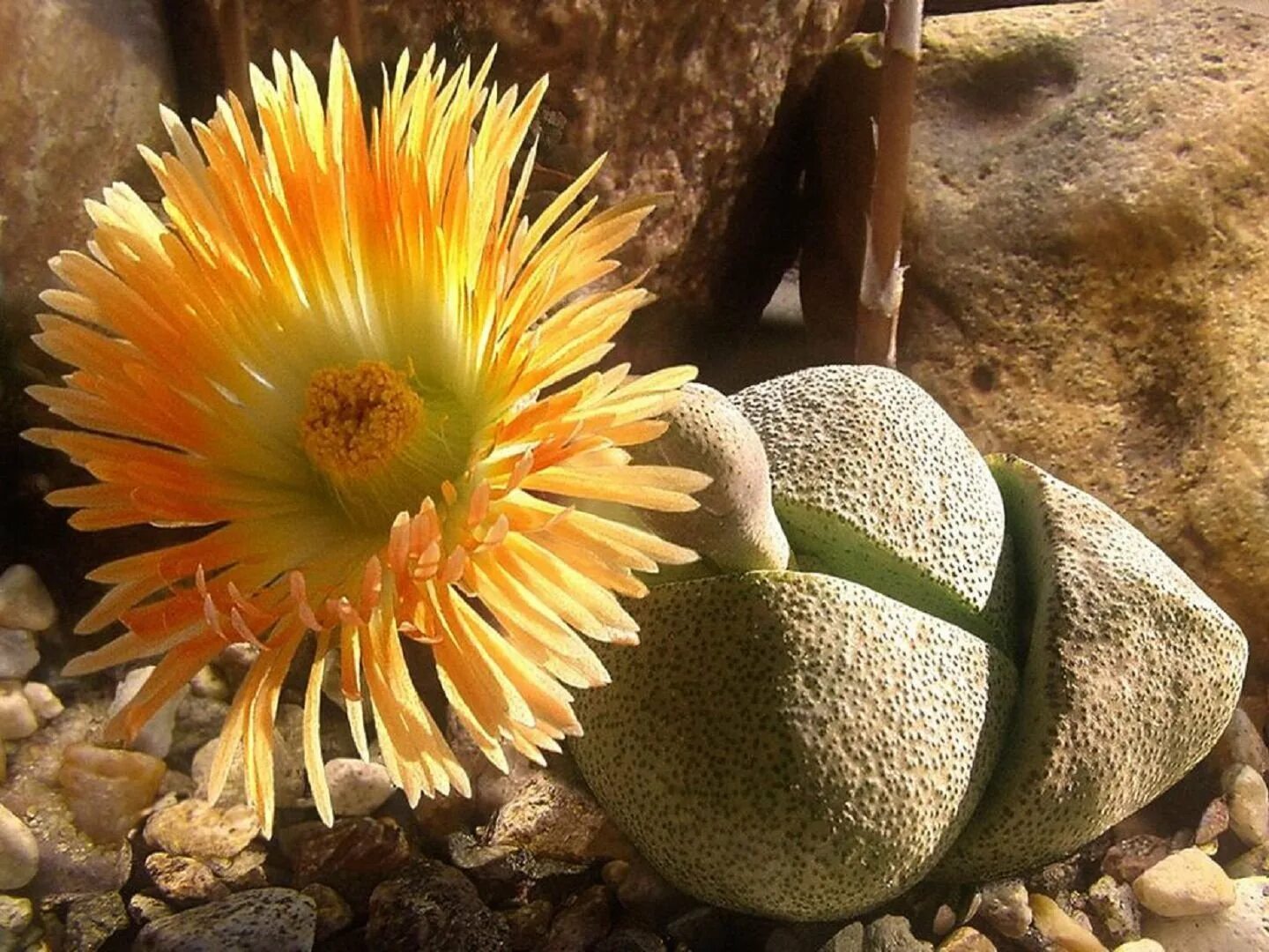 Литопс Джезин. Суккуленты литопсы. Живой камень, Литопс (Lithops species). Литопс Африка.