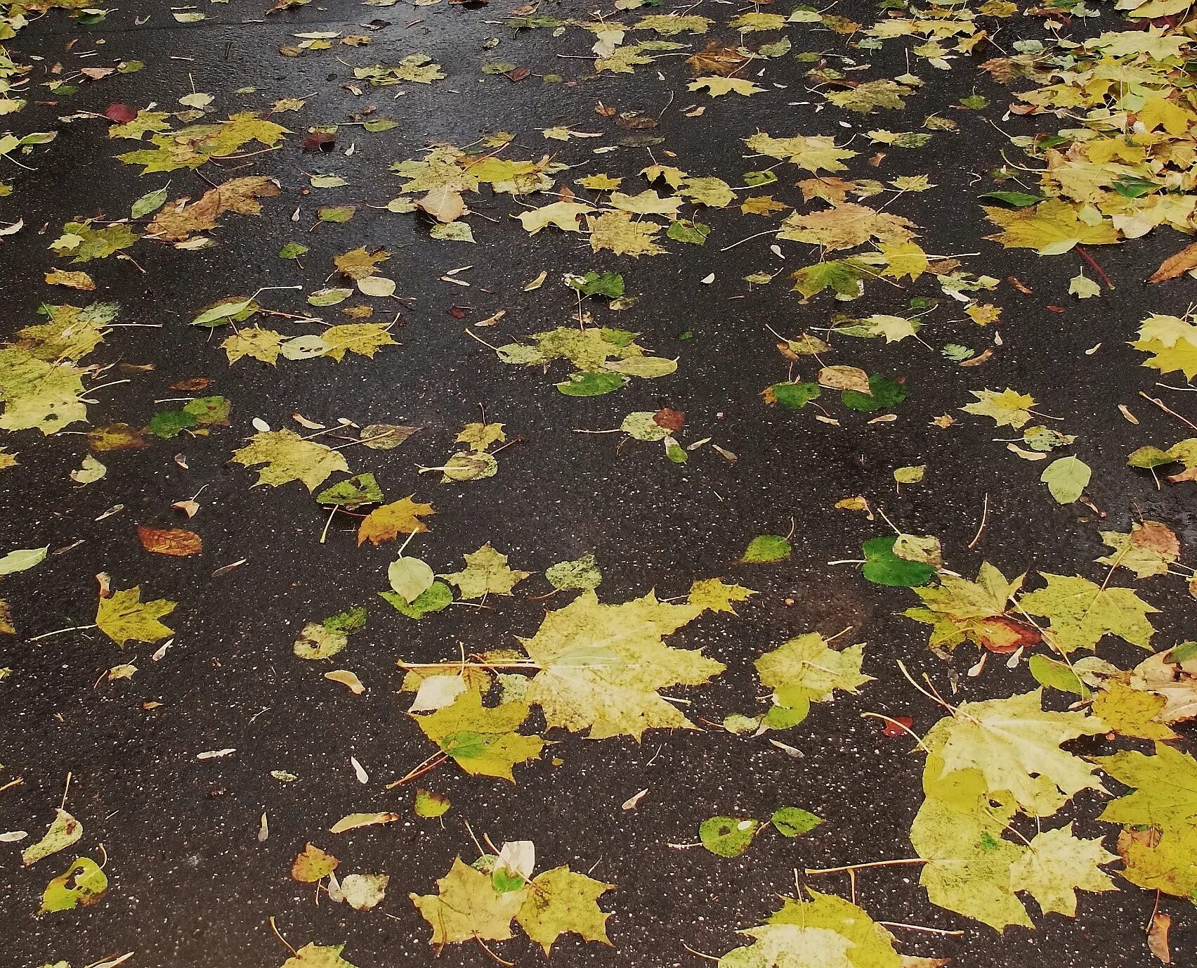 Листики закружатся. Листья кружатся. Листья жёлтые над городом кружатся. Листопад кружит листья. Листья желтые кружатся оригинал