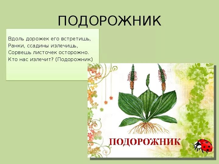 Рассказ о подорожнике. Сообщение о подорожнике. Подорожник рассказ 2 класс. Доклад о растении подорожник. Текст про подорожник