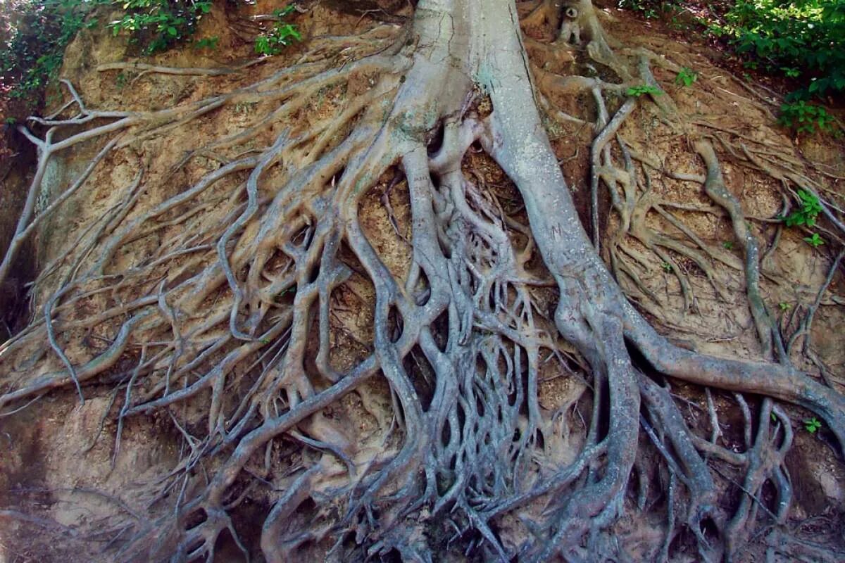 Корни живого дерева. Ива ломкая корни. Сократея голокоренная. Корневая система ивы. Корни дерева.