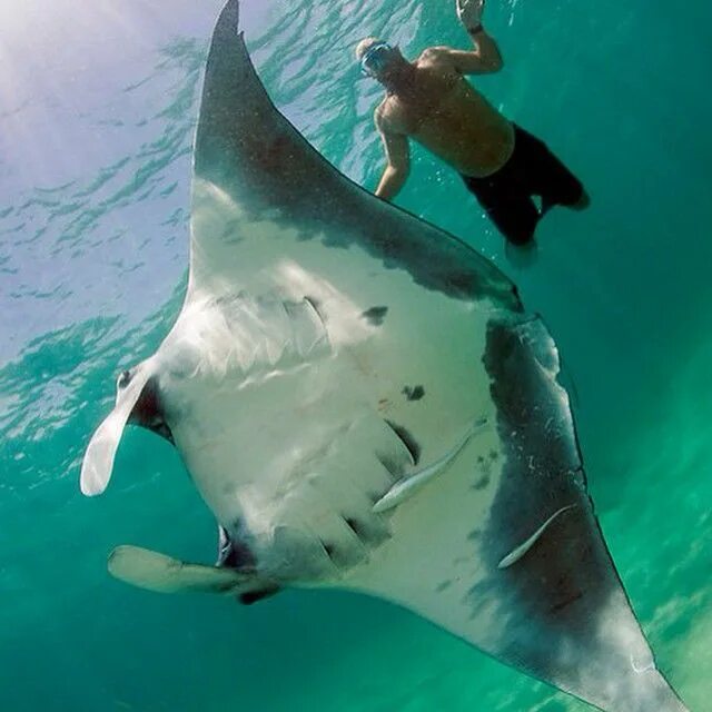 BEST OF NINGALOO MANTAS AND MORE - Coastal Adventure Tours Reservations