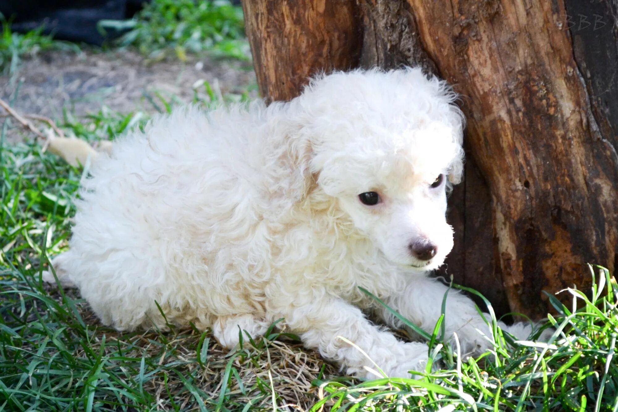 белый пудель. белый пудель бишон. той пудель белый. пудель бишон. той пудель белый.