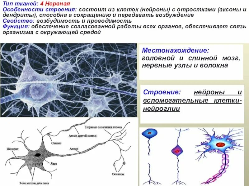 Основная особенность нервной ткани. Нервная ткань особенности строения и функции. Схема строения нервной ткани. Особенности строения клеток нервной ткани. Схема нервная ткань Нейрон нейроглия.