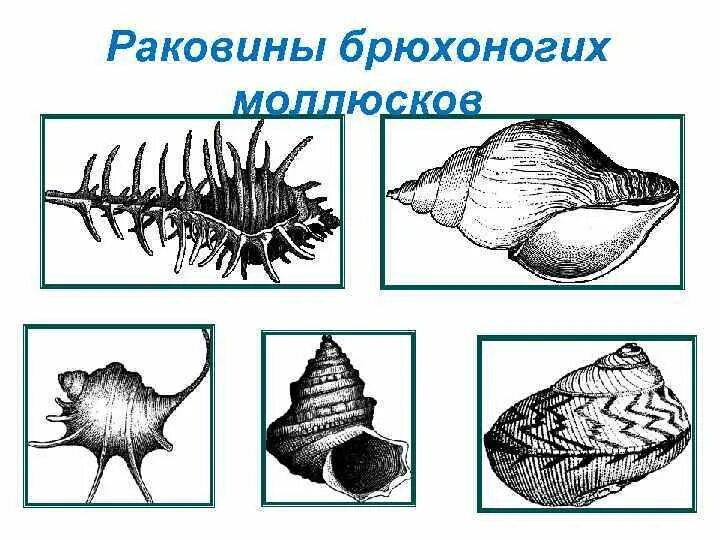 Строение раковины брюхоногих моллюсков. Строение раковин двустворчатых и брюхоногих моллюсков. Строение раковины двустворчатых моллюсков. Строение раковины брюхоногих. Раковина брюхоногих двустворчатых