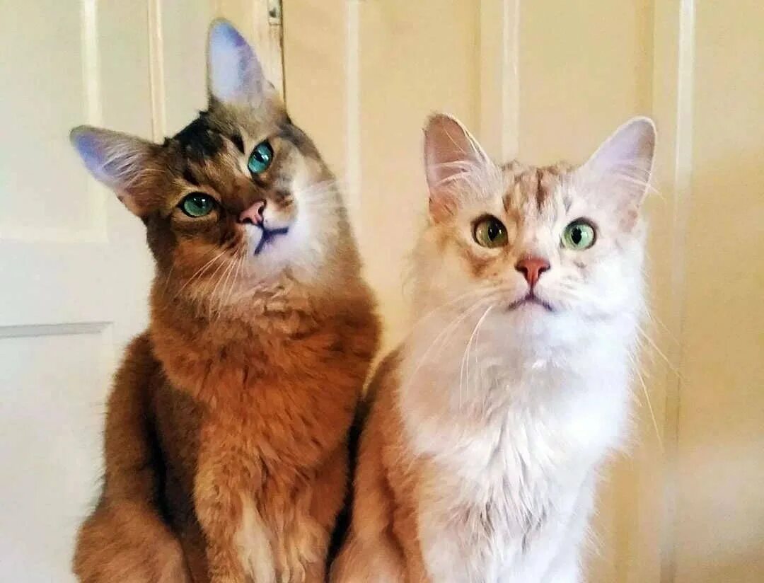 Чем отличается кот. Кот и кошка различия по морде. самец кошки. самка кота. котенок самка.