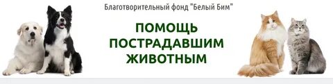 Белый бим кострома