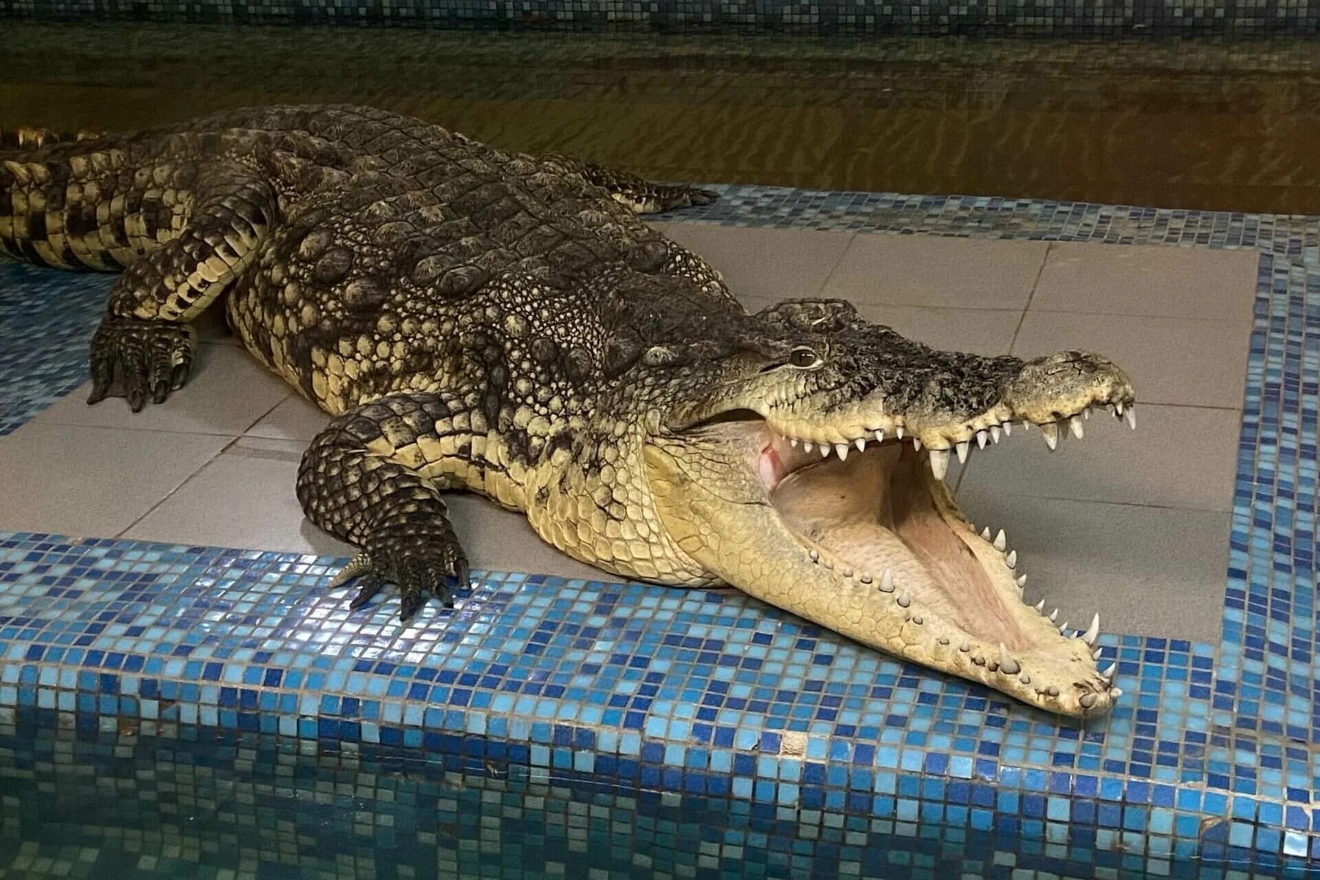 Крокодилвиль екатеринбург. Крымский курорт с зоопарком крокодилов.