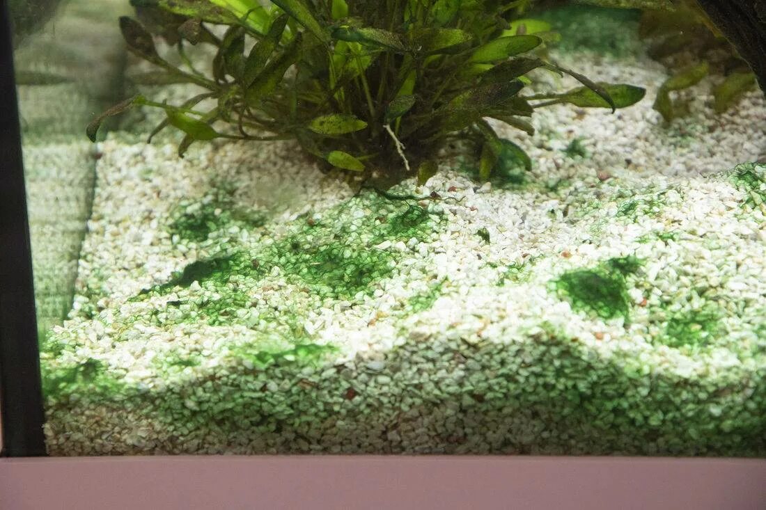 Как убрать водоросли. Водоросль Ксенококус. Анубиас Ксенококус. Налет на аквариуме. Зеленые водоросли в аквариуме.