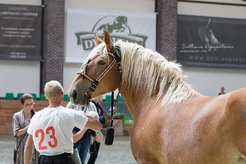 на соревнованиях лошадей тяжелоупряжных пород 23