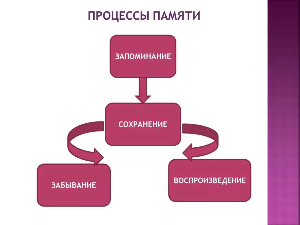 Запоминания сохранения воспроизведение забывания. Процессы памяти. Процессы памяти запоминание сохранение воспроизведение забывание. Процессы памяти схема. Процесс запоминания схема.