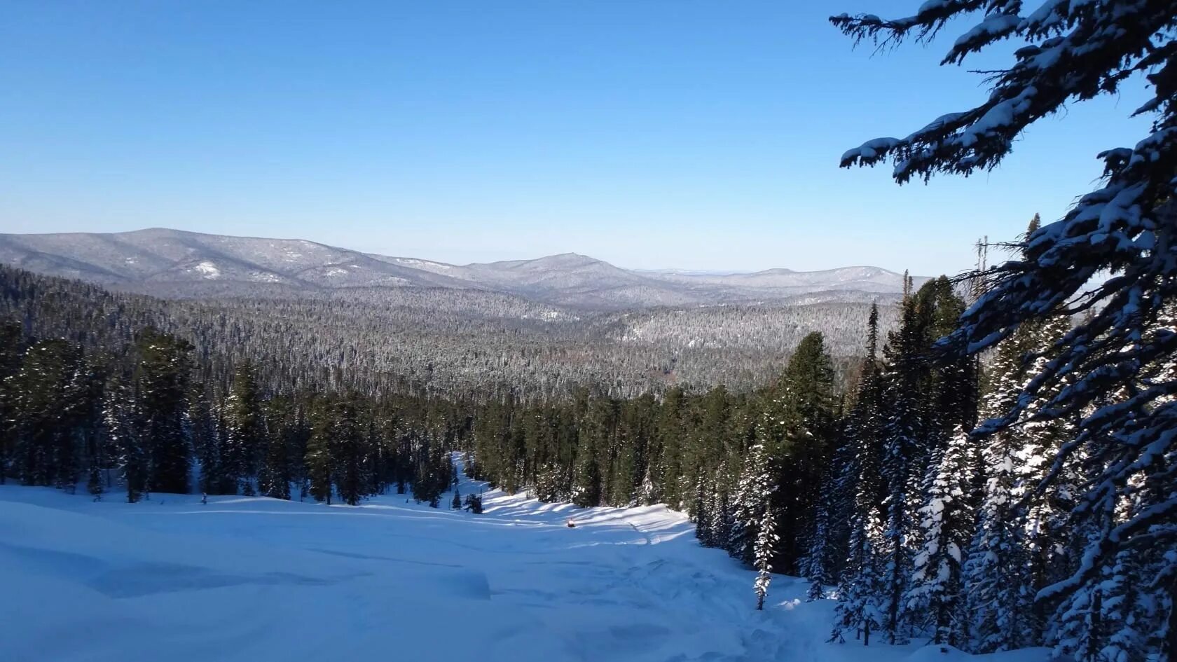 Заповедники кузбасса кузнецкий алатау. Кемеровская область кузбасс природа. Кемеровская область пояс. Темнохвойная тайга алтая. Тайга лес новосибирск.
