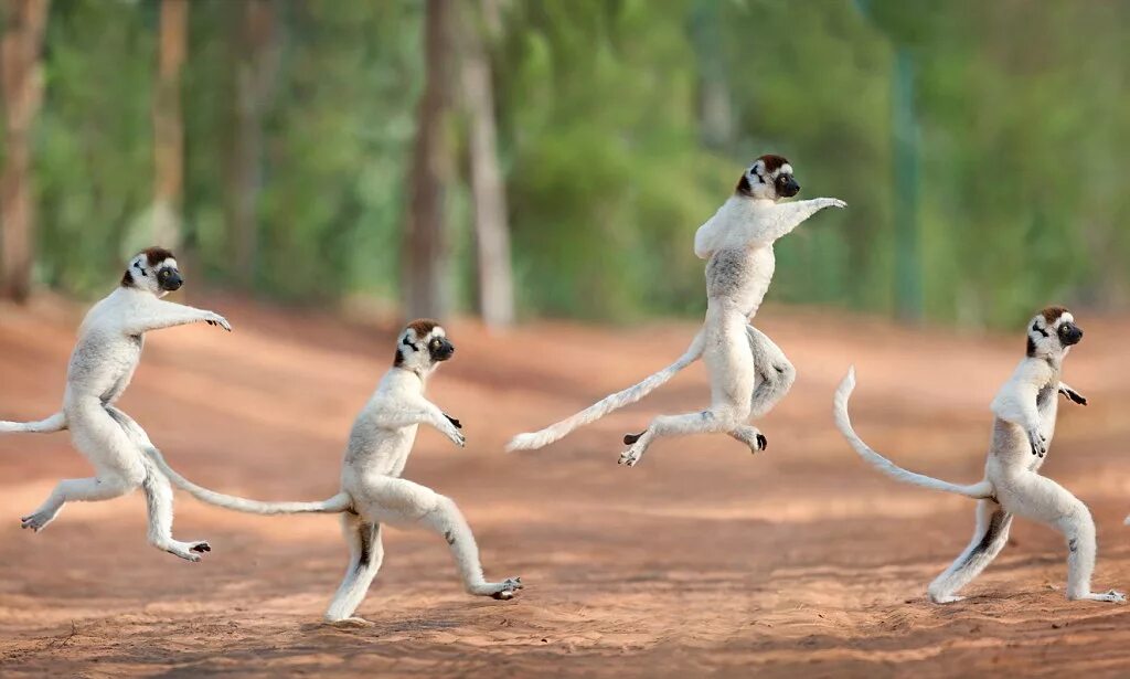 Лемур сифака. Мадагаскарский лемур сифака. Лемур сифака белый. Сифака лемур Мадагаскар.