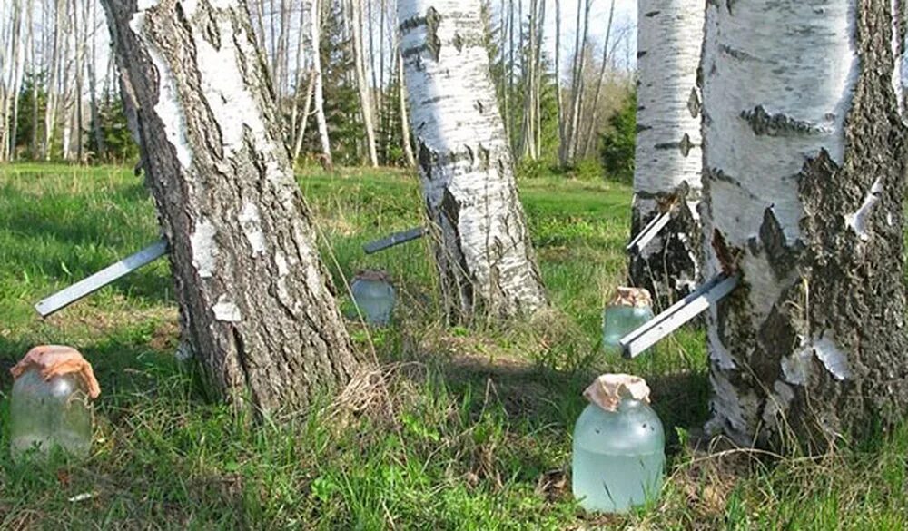 Пью березовый сок. Березовый сок в косметологии. березовый сок фото. берёзовый сок нектар. берёзовый сок фото в лесу.