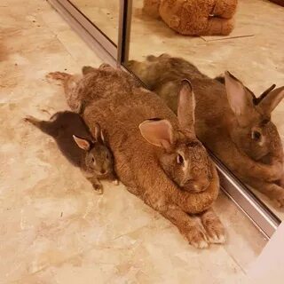 Кролики без крольчихи
