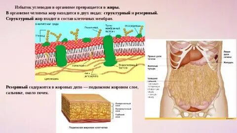 Откуда жира