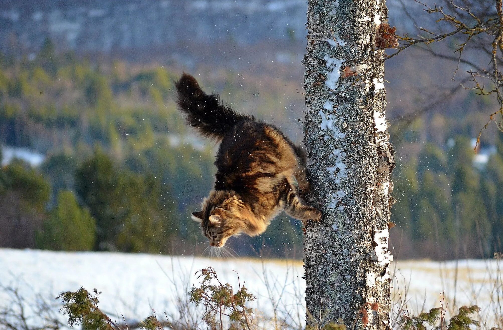 Кошка в прыжке. Пушистый кот в прыжке. Кот прыгает с дерева. Кошка пушистая в прыжке.