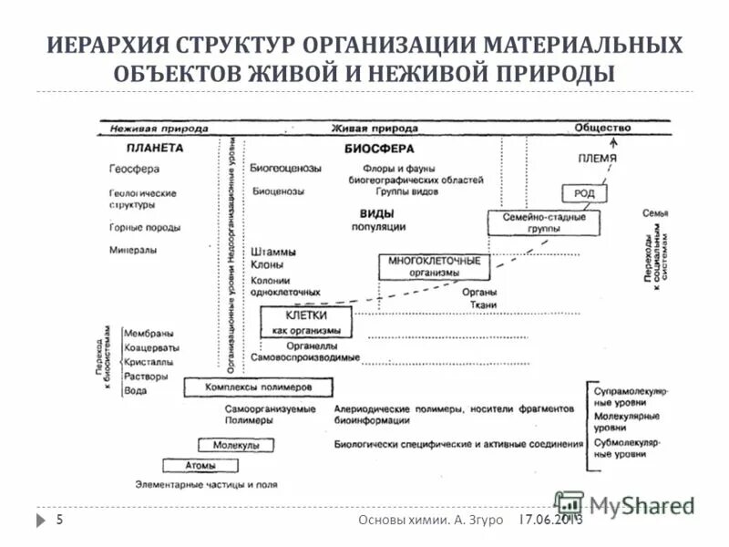 Царство тип отдел класс порядок семейство род вид. Иерархия живой природы. Уровни организации живого иерархическая организация. Иерархия живой природы. Уровни организации материи в живой и неживой неживой природе.