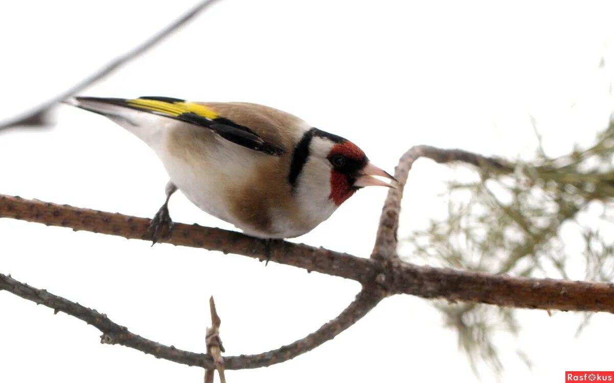 черноголовый щегол. щегол не поет. растительноядные щегол. черноголовый щегол. щегол не поет.
