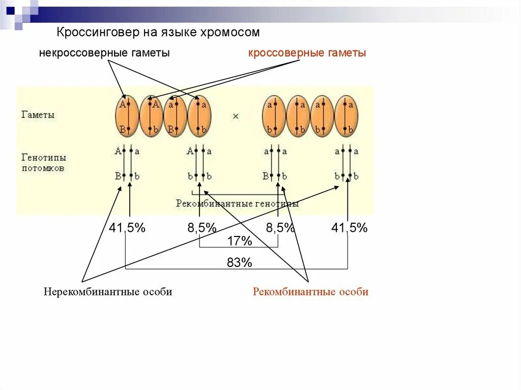 Некроссоверные особи. Сцепленное наследование скрещивание. Кроссоверные и некроссоверные гаметы. Схема взаимного расположения генов в хромосоме составляющих одну. Кроссоверные (рекомбинантные) гаметы:.