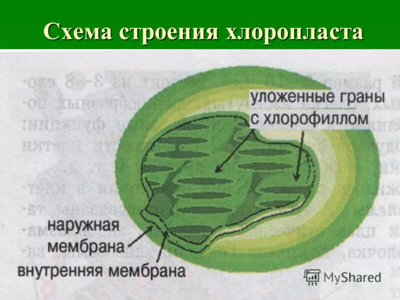 В состав хлоропласта входит. Схема строения хлоропласта растительной клетки. Схема строения хлоропласта. Строение хлоропласта. Хлоропласт в разрезе.