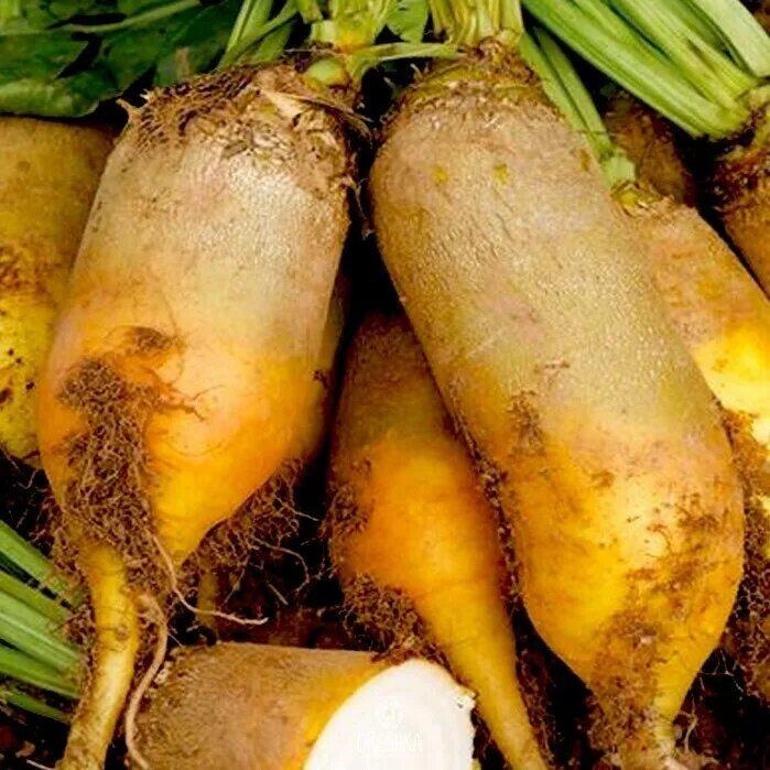 Кормовая культура корнеплод. Корнеплод на корм скоту. Свекла кормовая урсус поли. Кормовая свекла буряк. Свекла кормовая эккендорфская.