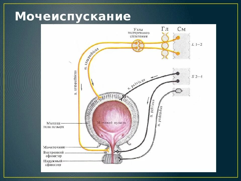 Схема процесса мочеиспускания. Регуляция мочеиспускания. Регуляция мочеиспускания схема. Схема регуляции акта мочеиспускания. Усилилось мочеиспускание