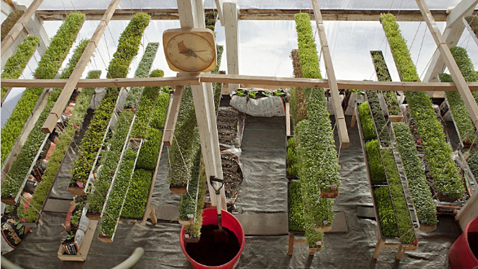 Теплица для цветов. Круглогодичная теплица. Вырощенный или выращенный в оранжерее. Вырощенный или выращенный в оранжерее. Теплица с розами в саду.