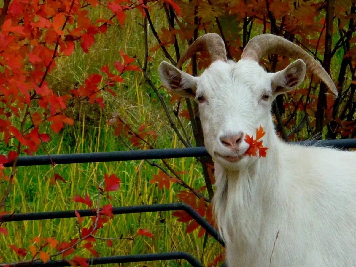 Красивая коза. Красивая козочка. Красивый козлик. Самая красивая коза в мире. Козел 3 на телефон