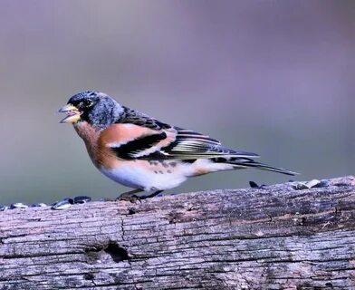 F birds