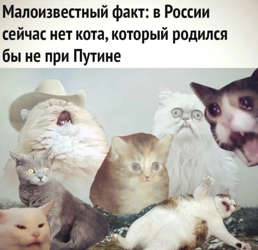 Там коты тут коты. Самые популярные мемы с котами. Коты которые родились при Путине. Коты мемы 2020. В России нет кота который бы родился не при Путине.