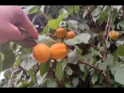 Абрикосы видео