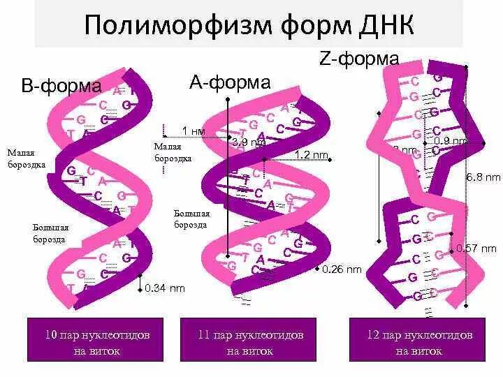 Днк 11 03 2024. Полиморфизм вторичной структуры ДНК. Альфа структура вторичной структуры ДНК. Z форма ДНК. Форма молекулы ДНК.