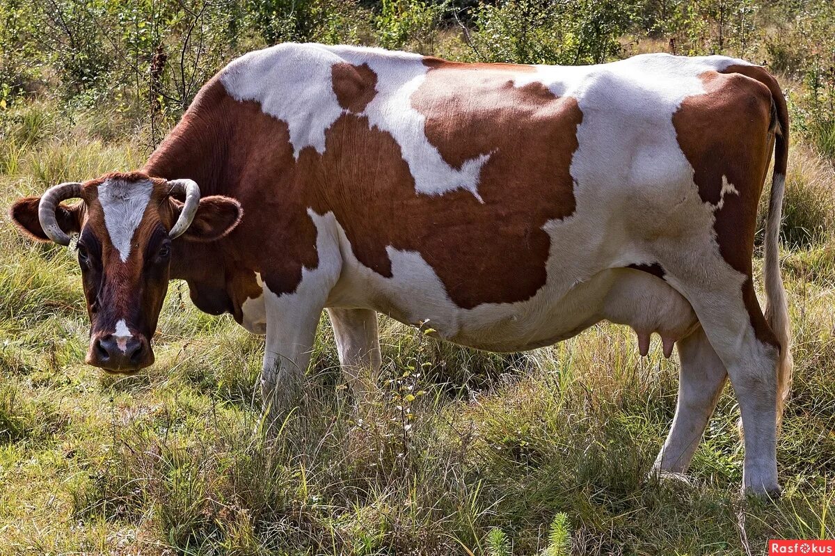 Куплю корову красный. Айрширская корова. Айрширская порода коров. Голштинская красно пестрая корова. КРС айрширской породы.
