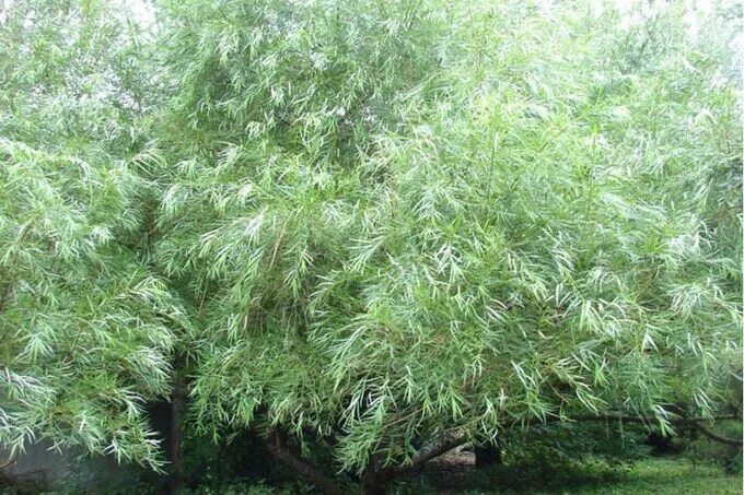 Ива плакучий гном Salix plakuchii Gnom Ива. Лиственные растения с открытой корне