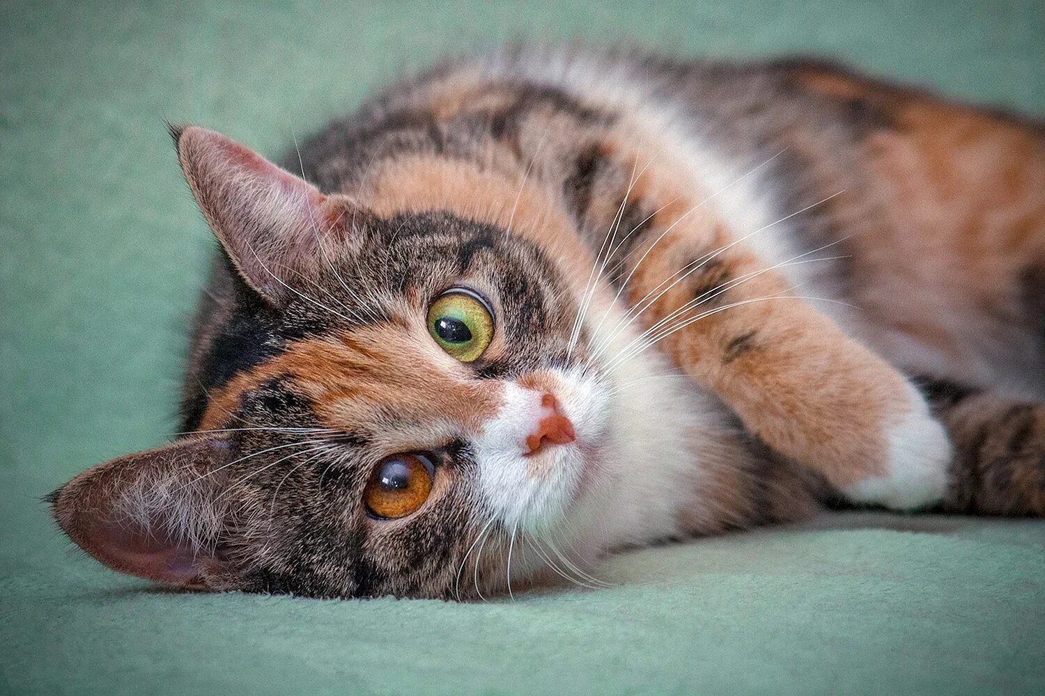 Трехшерстная кошка. Сибирская кошка трехцветная короткошерстная. Черепаховая Калико. Черепаховая кошка Калико. Трехцветная кошечка