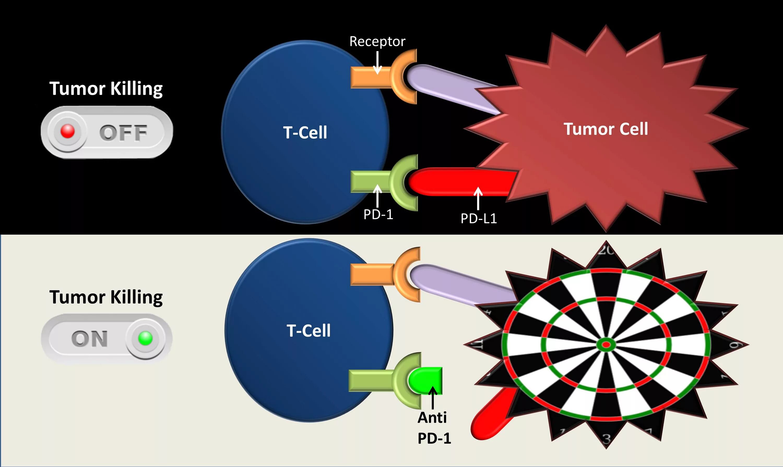 Анти-pd1. Anti pd1 терапия. PD-1. PD-l1 Pathway.