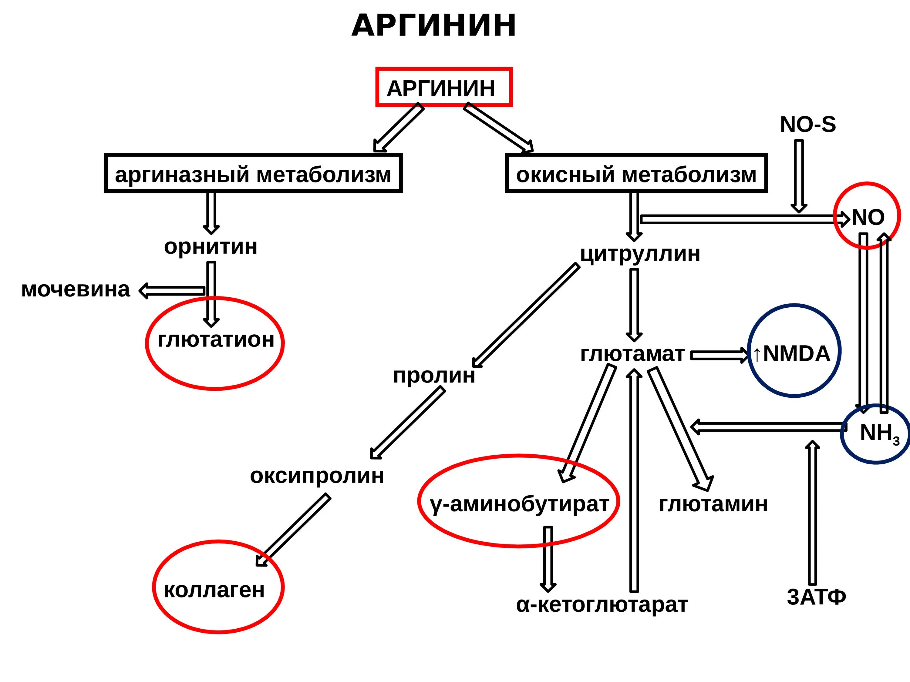 Схема обмена аргинина. Катаболизм аргинина. Метаболизм аргинина. Метаболические превращения аргинина.