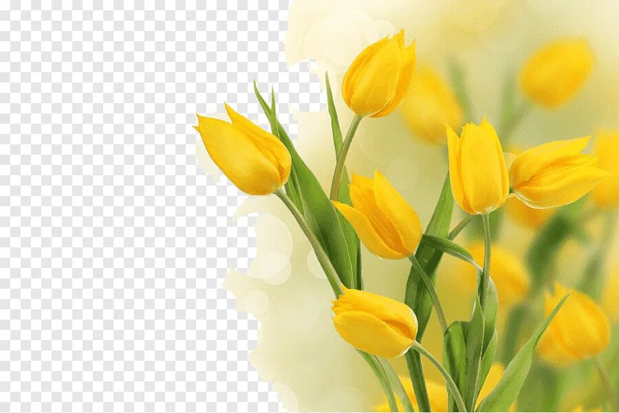 День весенний золотой. Желтые тюльпаны. Желтые весенние цветы. Тюльпаны фон. Тюльпаны открытка.