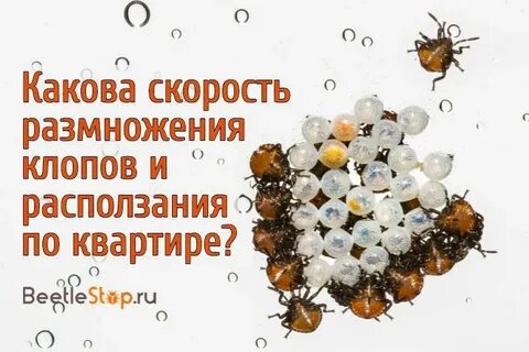 Как быстро размножаются клопы от момента попадания
